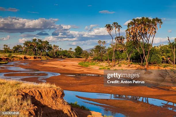 african landscape with palm trees on the river bank - samburu-national-park stockfoto's en -beelden