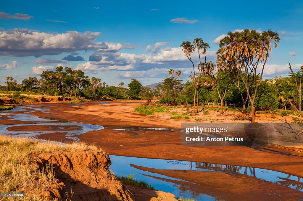 African landscape with palm trees on the river bank