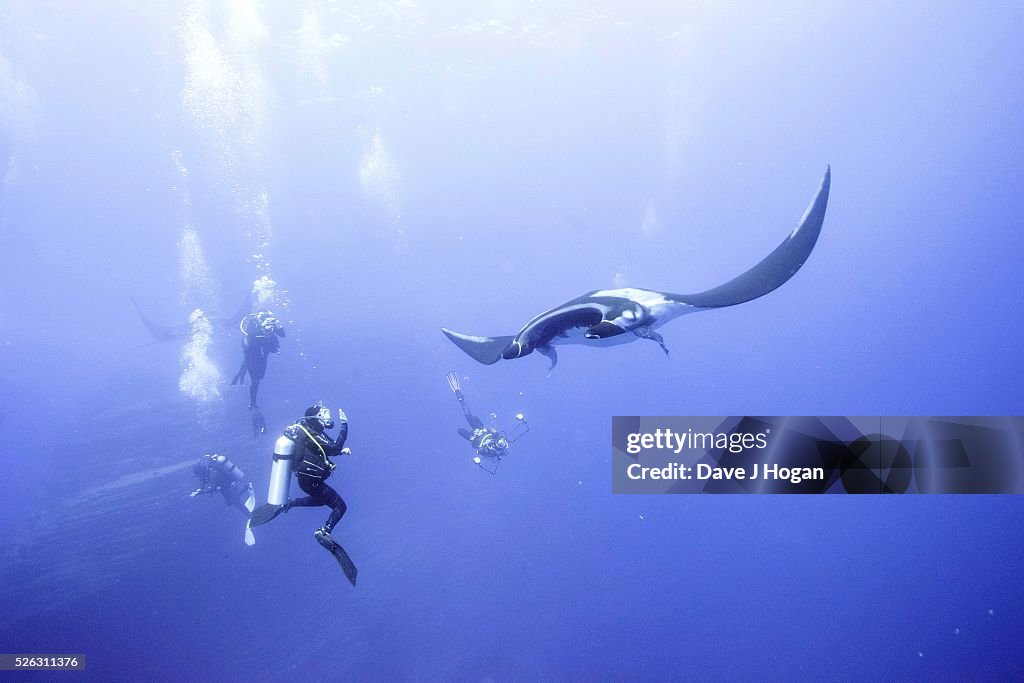 Giant Oceanic Manta Rays bubble massage