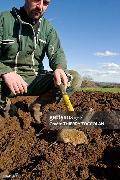 Farmer looks at a water vole , a small rodent, in his field in Allanche on April 27, 2016. / AFP / Thierry Zoccolan