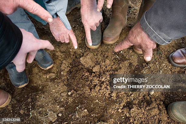 Farmers point out a mole-hill made by water vole , a small rodent, in a field in Allanche on April 27, 2016. / AFP / Thierry Zoccolan