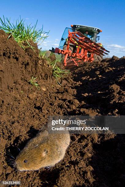 Photo taken on April 27, 2016 shows a water vole , a small rodent, in a field in Allanche. / AFP / Thierry Zoccolan