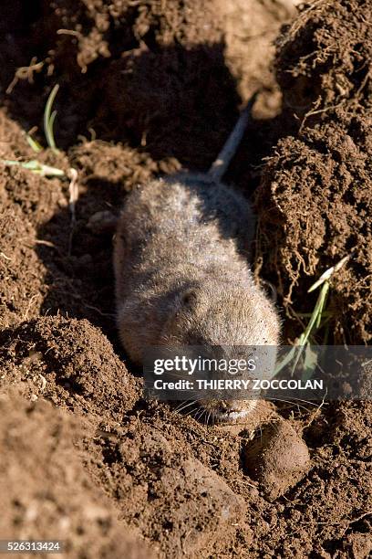 Photo taken on April 27, 2016 shows a water vole , a small rodent, in a field in Allanche. / AFP / Thierry Zoccolan