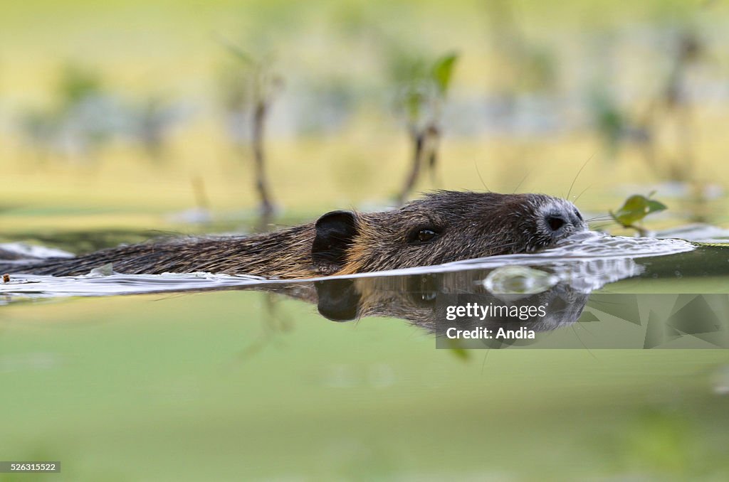 Coypu, also known as river rat