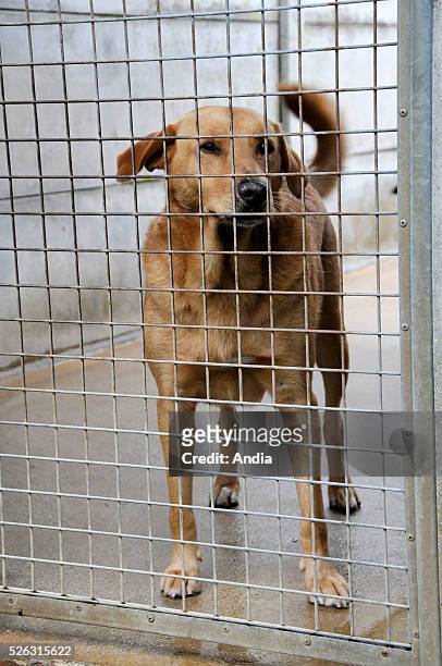 Dog for adoption, confined in a cage in a refuge of the RSPCA / ASPCA .