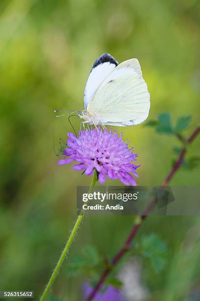 Large White .