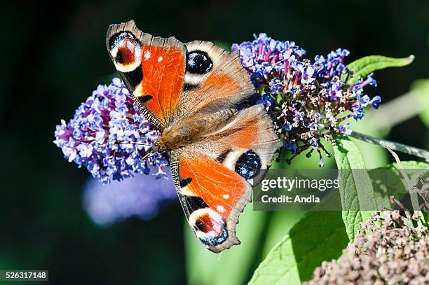 European Peacock butterfly .