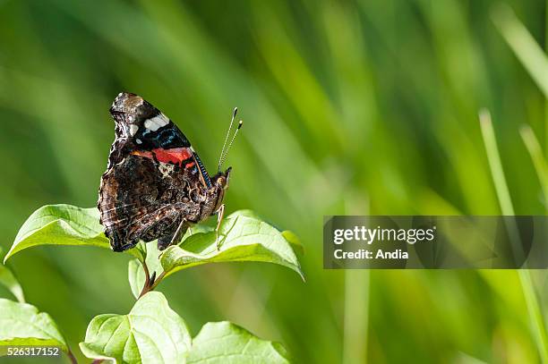 Red Admiral .