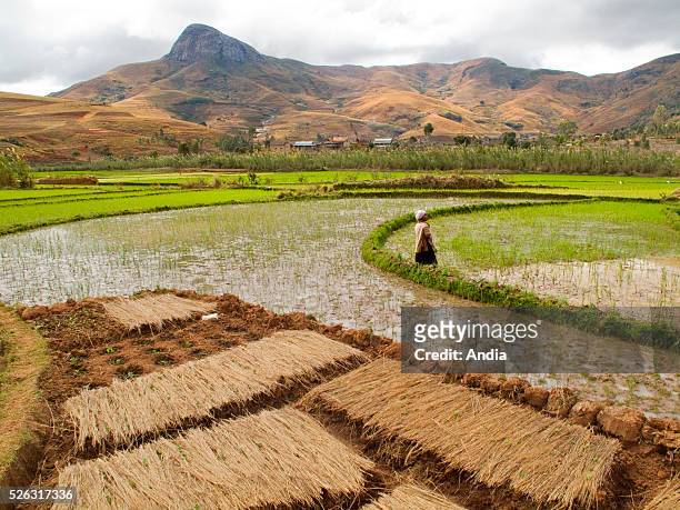 Paddy-fields in the area of Ambalavao.