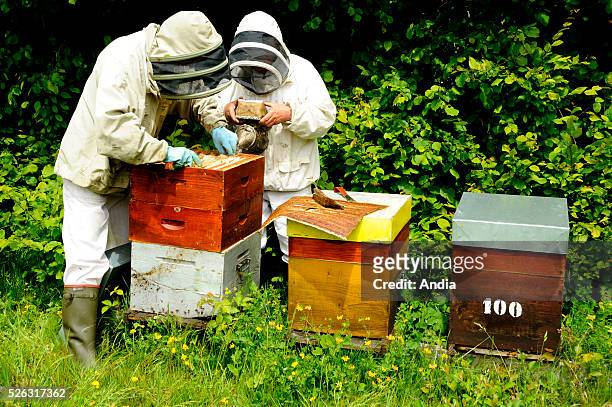 Apiculturists extracting honey in Routot, town of the Regional Natural Park "Parc Naturel Regional des Boucles de la Seine Normande". .