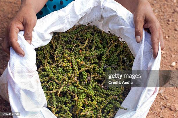 Pepper plantation of Kampot in Cambodia. The pepper plants, climbing plants, grow on wooden stakes and harvesting takes place by hand. These grains...