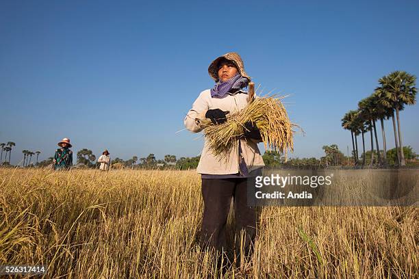 Cambodia, paddy-field, north of Phnom Penh: harvesting in the paddy-fields during the dry season. Women cutting sheaves with a sickle in a field.