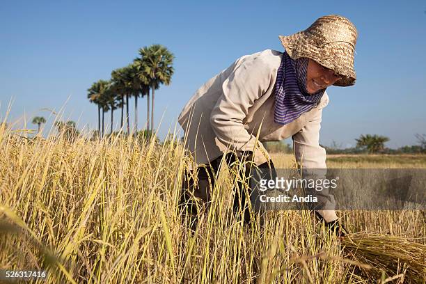 Cambodia, paddy-field, north of Phnom Penh: harvesting in the paddy-fields during the dry season. Women wutting sheaves with a sickle in a field.