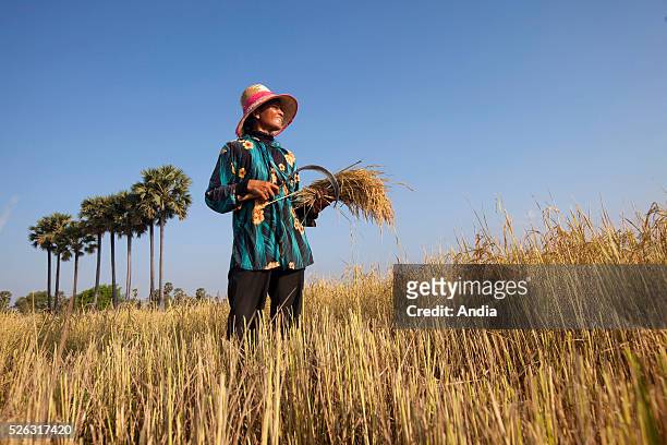 Cambodia, paddy-field, north of Phnom Penh: harvesting in the paddy-fields during the dry season. Woman cutting sheaves with a sickle in a field.