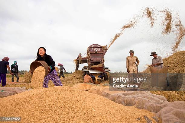 Cambodia, paddy-field near the Mekong river: harvesting in the paddy-fields during the dry season. Men working around a threshing machine after the...