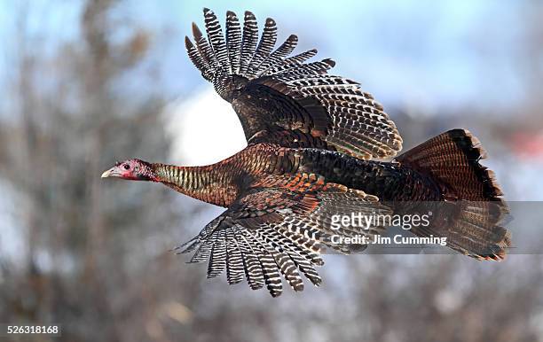 wild turkey in winter - wild wing stock pictures, royalty-free photos & images