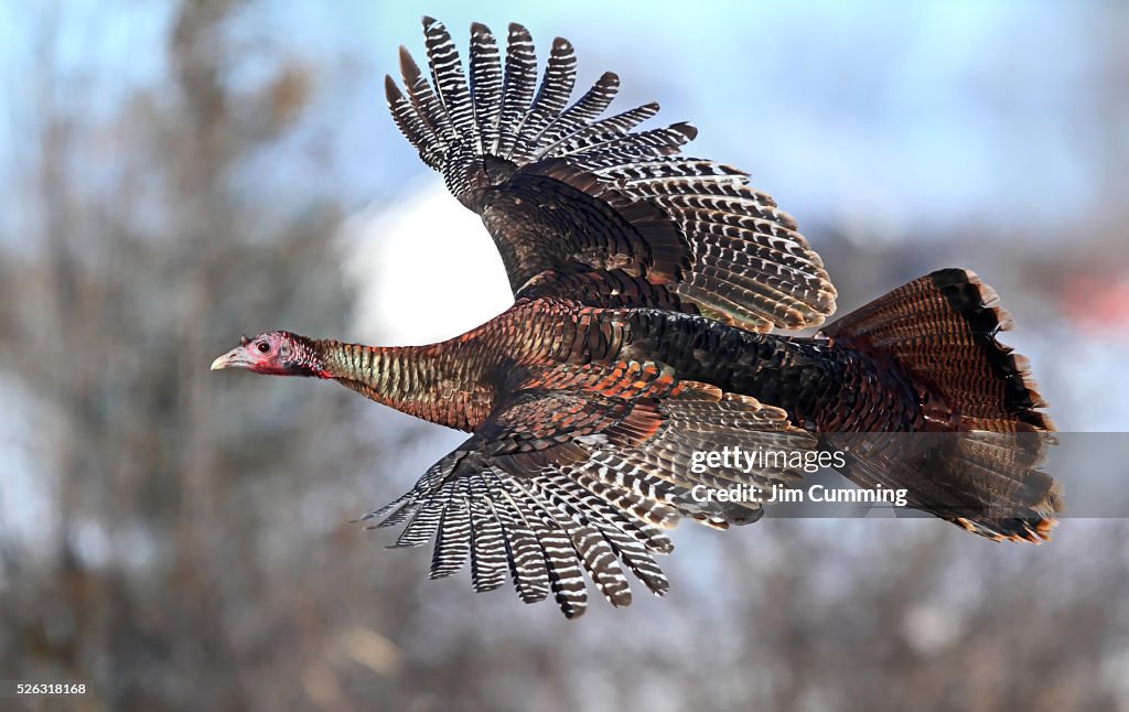 Wild Turkey in Winter