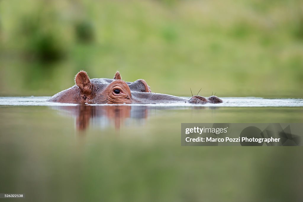 Hippopotamus
