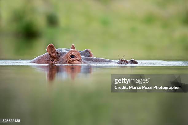 hippopotamus - hippopotamus stock pictures, royalty-free photos & images