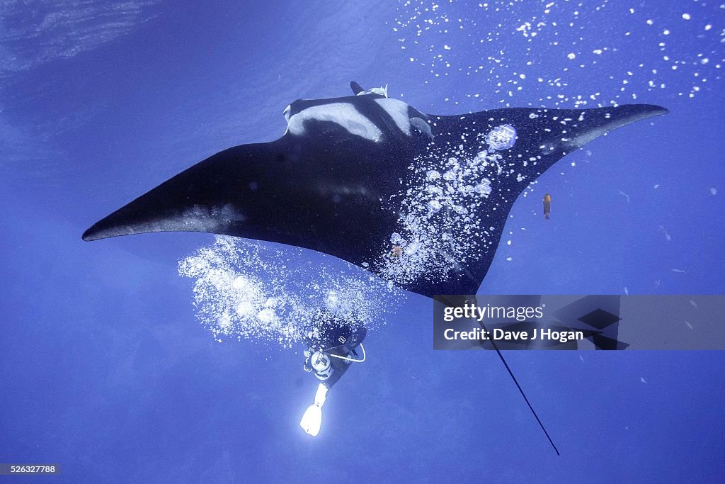 Giant Oceanic Manta Rays bubble massage