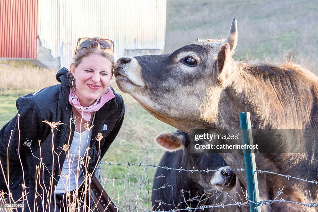 Cow smelling woman's face