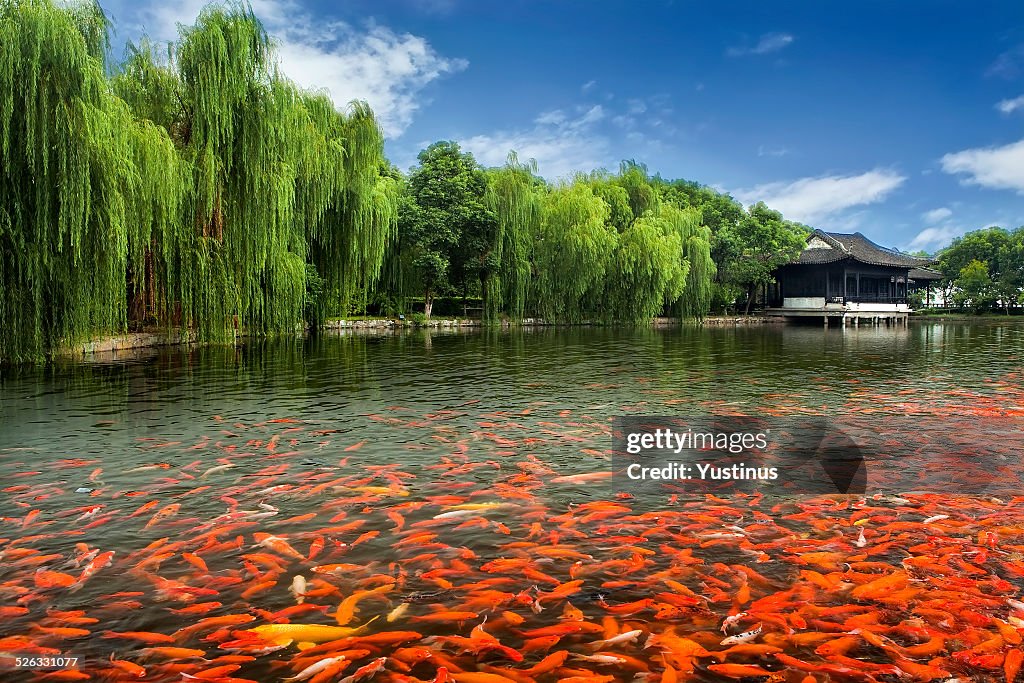 China, Zhouzhuang, Pool full of Koi fish by monastery