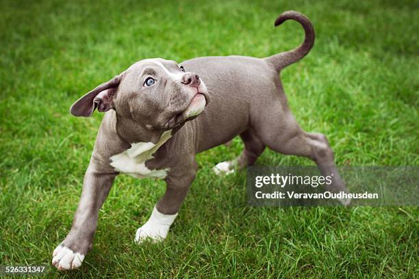 american bulldog puppy playing in garden - american bulldog stock pictures, royalty-free photos & images