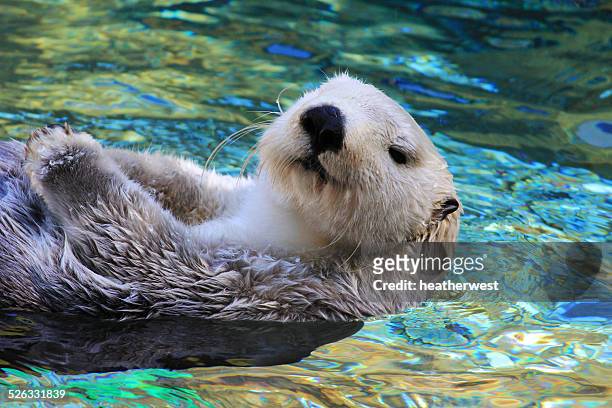 sea otter swimming in blue water - sea otter 個照片及圖片檔