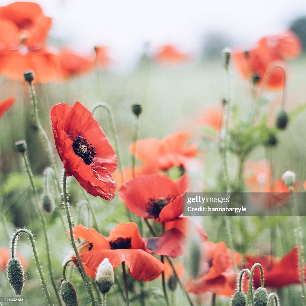 Close up of poppies in meadow