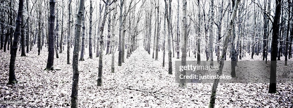 Winter forest in the snow