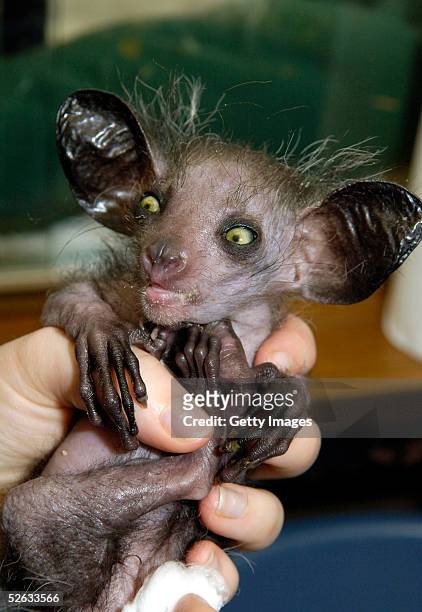 undated-in-this-undated-handout-image-from-bristol-zoo-is-seen-the-first-captive-bred-aye-aye-in.jpg?s=612x612&w=gi&k=20&c=TzBwf1K3oAvMr1QYRc0DrN011a4G_8T_1AoNO1iVIRM=