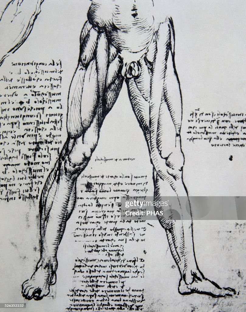 Drawing on anatomy by Leonardo da Vinci (1452-1519) The Muscles of the legs.