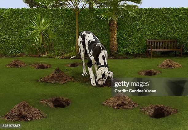 search - digging hole stock pictures, royalty-free photos & images