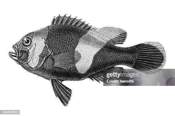 red sea clownfish - twoband anemonefish stock illustrations