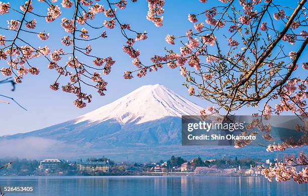 mt. fuji and cherry blossom - ponto turístico internacional - fotografias e filmes do acervo