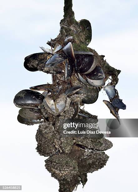 119 Mussels Rope Stock Photos, High-Res Pictures, and Images - Getty Images
