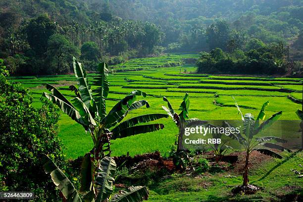 53 Goa Rice Fields Stock Photos, High-Res Pictures, and Images - Getty ...