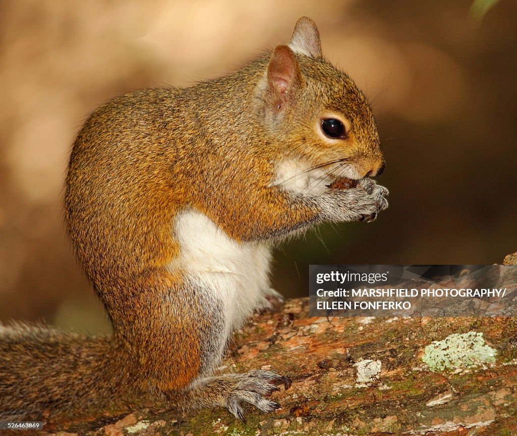 Squirrel Eating Nut