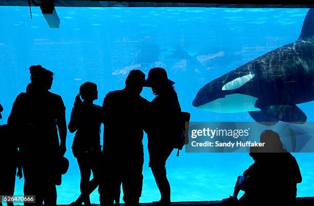 Visitors watch Killer Whales swimming in a tank from an underwater viewing area at Seaworld in San Diego, CA on Wednesday, July 17, 2013.