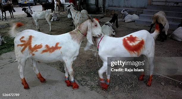 cattle for slaughter - religiöse opfergabe stock-fotos und bilder