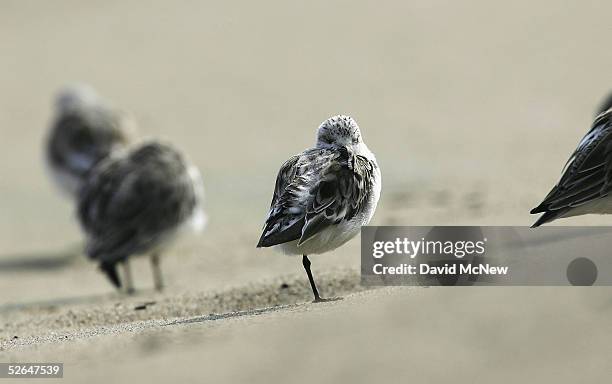 Snowy plovers hunt for food along Carbon Beach, a public beach that was gotten to through a recently opened public accessway next to music producer...