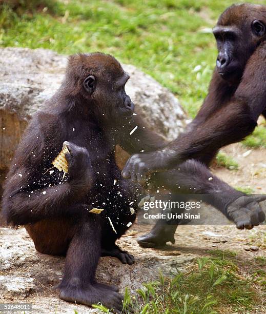 Gorillas fight over matza , the traditional food for the upcoming Jewish festival of Passover, April 19, 2005 at a Safari park in Ramat Gan near Tel...