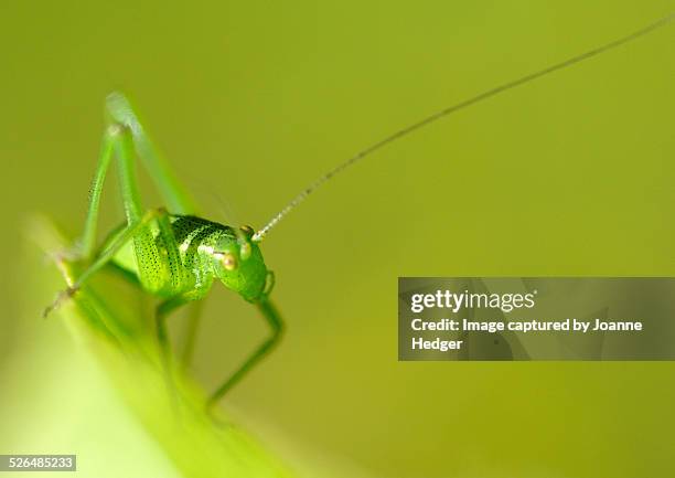 speckled bush-cricket (leptophyes punctatissima) - speckled sussex stock pictures, royalty-free photos & images