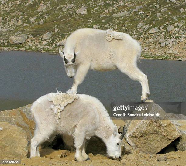 Alake Goat 194 Goat Rock Lake Stock Photos, High-Res Pictures, and Images - Getty ...