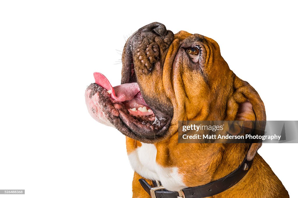 Good looking English Bulldog in studio on white