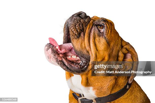 good looking english bulldog in studio on white - american bulldog stock pictures, royalty-free photos & images