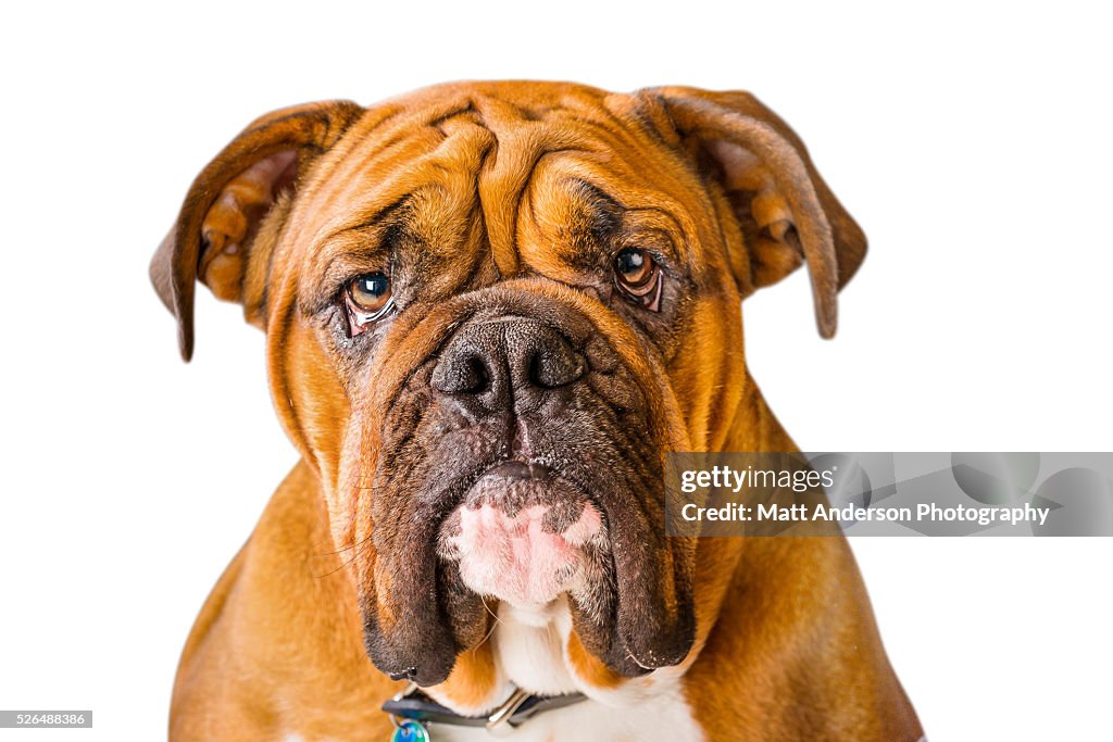 Good looking English Bulldog in studio on white