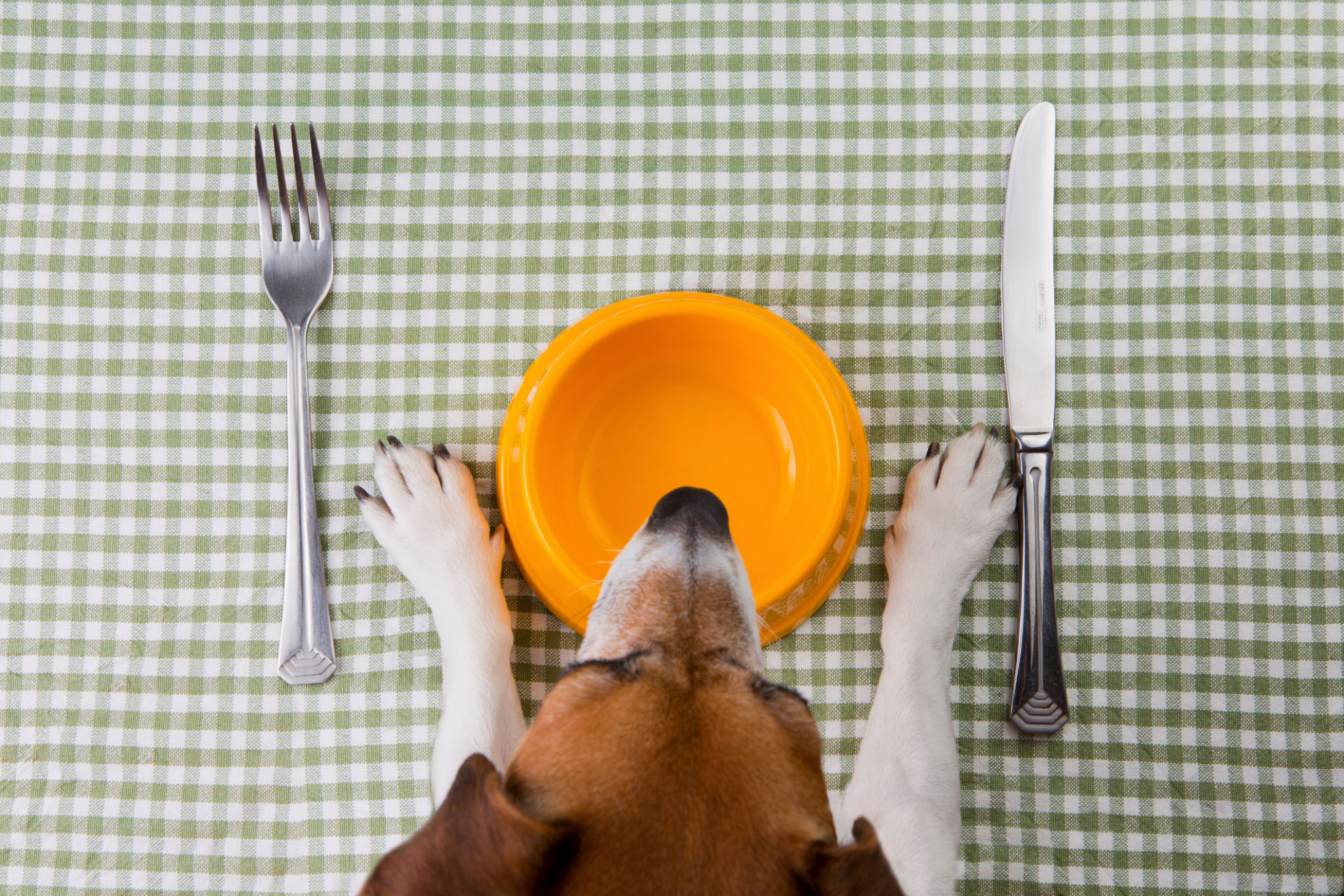 pet food trends