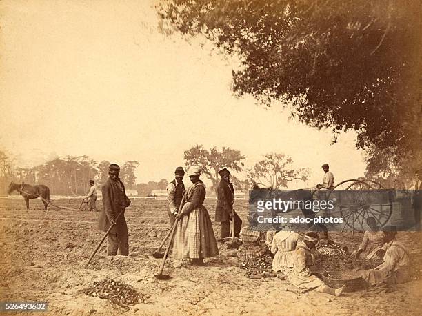 Slaves working in the sweet potato fields in the Hopkinson plantation . Ca. 1862.