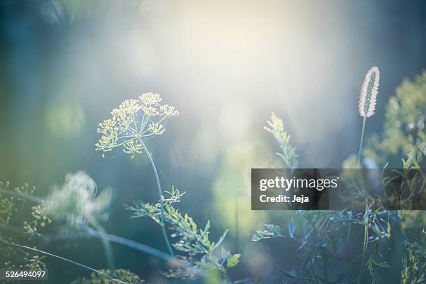 matin dans le champ - macrophotographie photos et images de collection